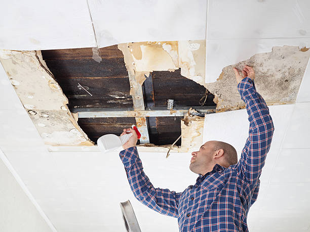 Why You Should Choose Our Mold Remediation Services in Dallas, TX